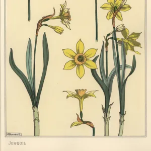 Botanical illustration of the jonquil, Narcissus