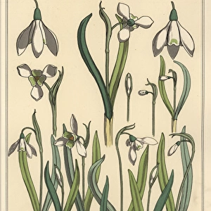 Botanical illustration of a snowdrop, Galanthus nivalis