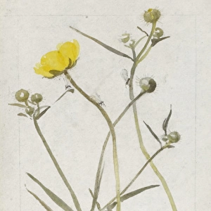 Botanical Sketchbook -- Buttercup