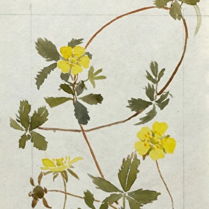 Botanical Sketchbook -- Common Tormentil