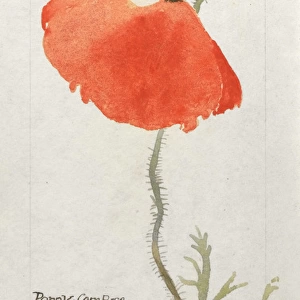 Botanical Sketchbook -- Corn Poppy