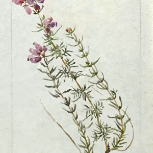 Botanical Sketchbook -- Fine Leaved Heath