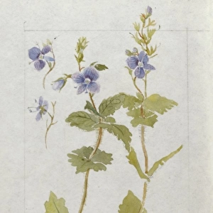 Botanical Sketchbook -- Germander Speedwell