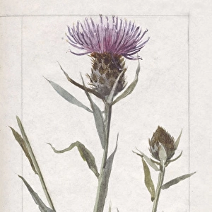 Botanical Sketchbook -- Knapweed