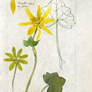 Botanical Sketchbook -- Little Celandine