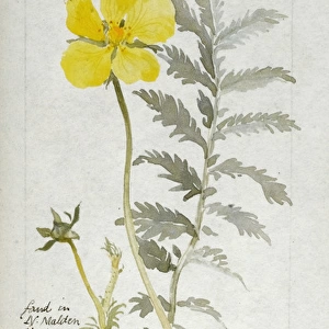 Botanical Sketchbook -- Silverweed