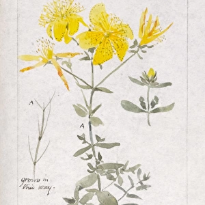 Botanical Sketchbook -- St Johns Wort