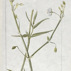Botanical Sketchbook -- wild flower