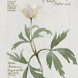 Botanical Sketchbook -- Wood Anemone