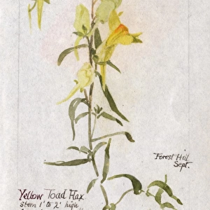 Botanical Sketchbook -- Yellow Toadflax