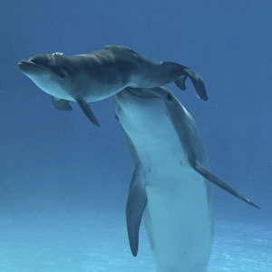 Bottlenose Dolphin - Baby / Calf dolphin being