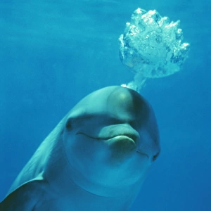 Bottlenose DOLPHIN - blows bubbles from blow hole