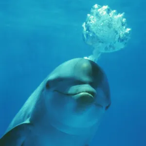 Bottlenose DOLPHIN - blows bubbles from blow hole