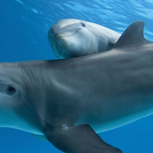 Bottlenose dolphin - female and her calf