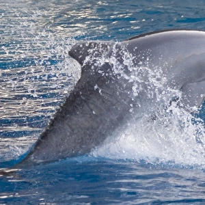 Bottlenose dolphin - jumping out of the water