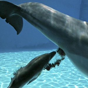 Bottlenose Dolphin - Mother giving birth to Baby / Calf