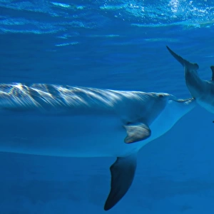 Bottlenose Dolphin - mother is stimulating her