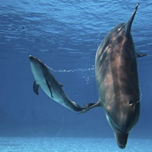 Bottlenose Dolphin - Newborn Bab y Calf whistling
