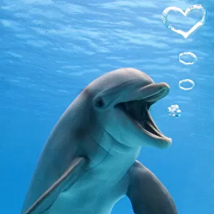 Bottlenose dolphin, underwater, blowing heart shaped