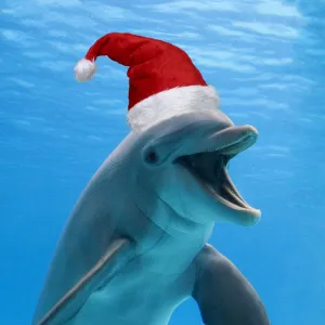 Bottlenose dolphin wearing Christmas hat