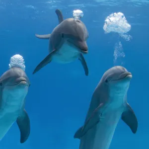 Bottlenose dolphins - blowing air bubbles underwater