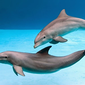 Bottlenose dolphins - dancing underwater
