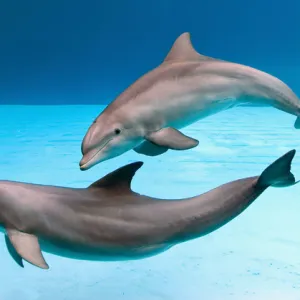 Bottlenose dolphins - dancing underwater