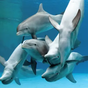 Bottlenose dolphins - group playing underwater