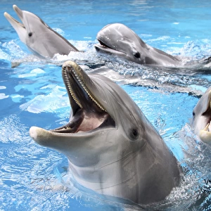 Bottlenose Dolphins - with mouths open above surface