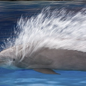 Bottlenose Dolphins - Swimming at speed through water