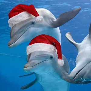 Bottlenose Dolphins, wearing Christmas hats