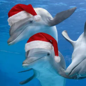 Bottlenose Dolphins, wearing Christmas hats