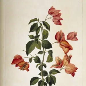 Bougainvillea spectabilis, paper flower