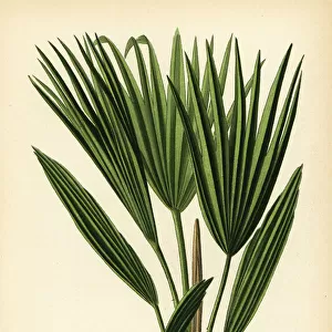 Bourbon palm, Livistona chinensis
