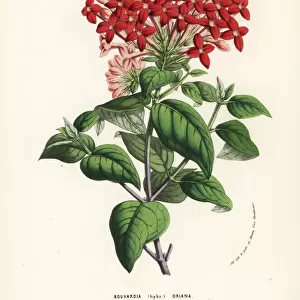 Bouvardia hybrid, Oriana