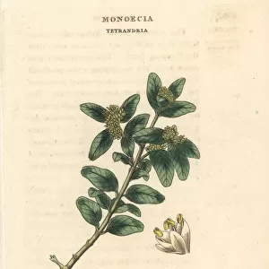 Box tree, Buxus sempervirens
