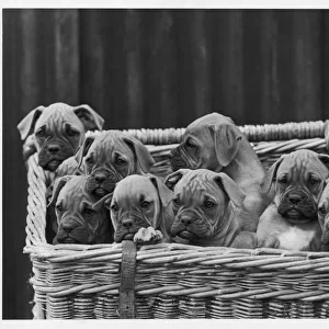 BOXER / PUPPIES IN BASKET