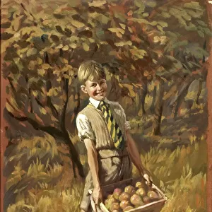 Boy collecting apples