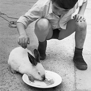 Boy Feeds Rabbit C1950S