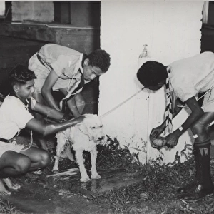 Boy scouts washing a dog, Georgetown, British Guyana