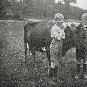 Boys and Cow at Hedgerley Home, Buckinghamshire