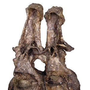 Brachiosaur back vertebra