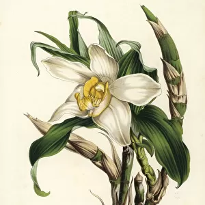 Bracteate chysis orchid, Chysis bractescens