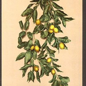 A branch of lemons, Limone, Lake Garda, Italy