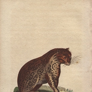 Brasilian tiger, Panthera onca
