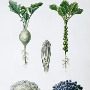 Brassica sp