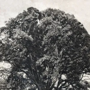 The Braydon Oak - Savernake Forest, Wiltshire