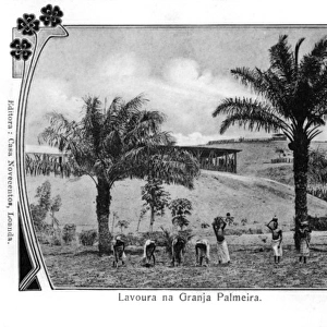 Brazil - Barra do Dande - Palm Plantation