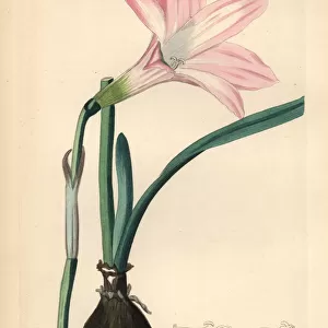 Brazilian copperlily or robust habranth, Habranthus robustus
