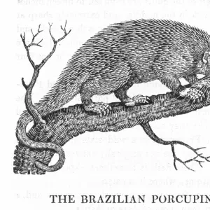 Brazilian Porcupine